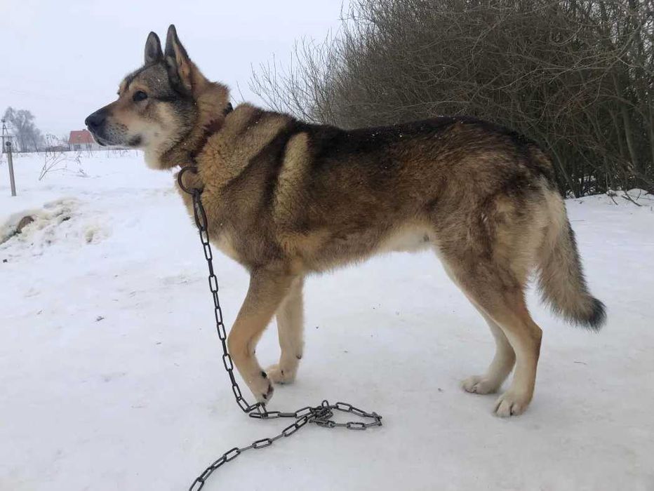 Szczeniaki szukają nowego domu