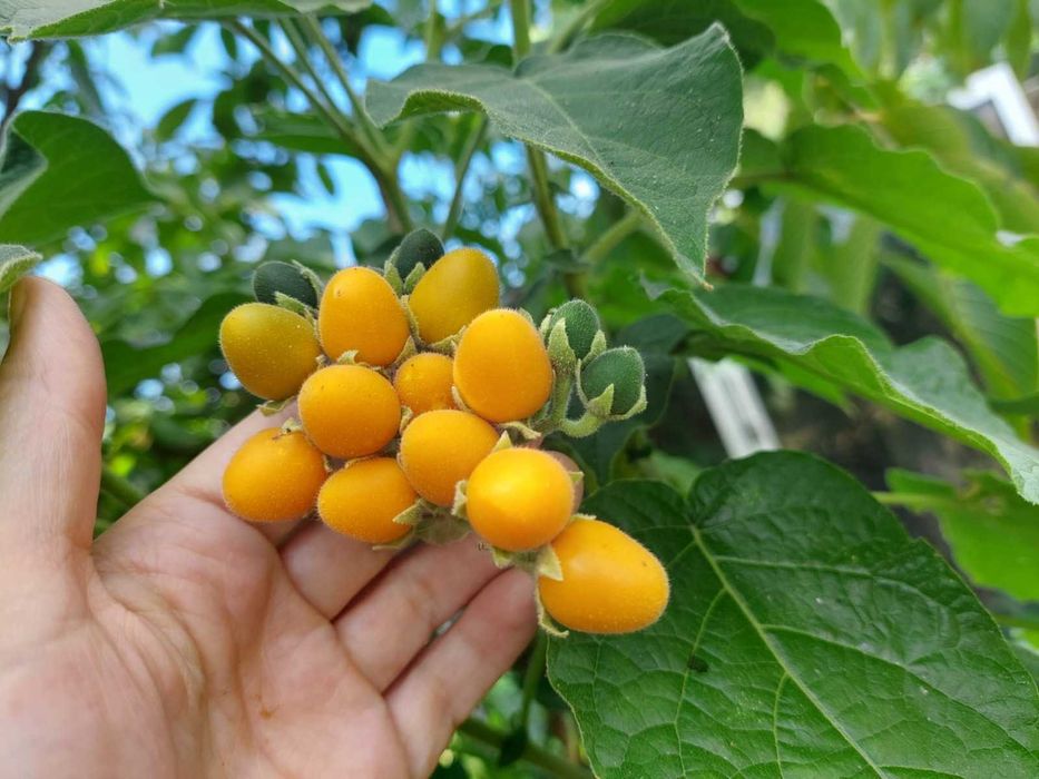 Planta Tamarilho anão