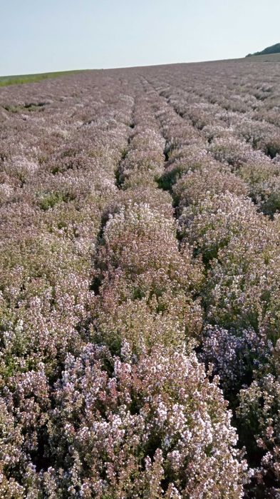 nasiona  tymianku zbiór 2025 r.