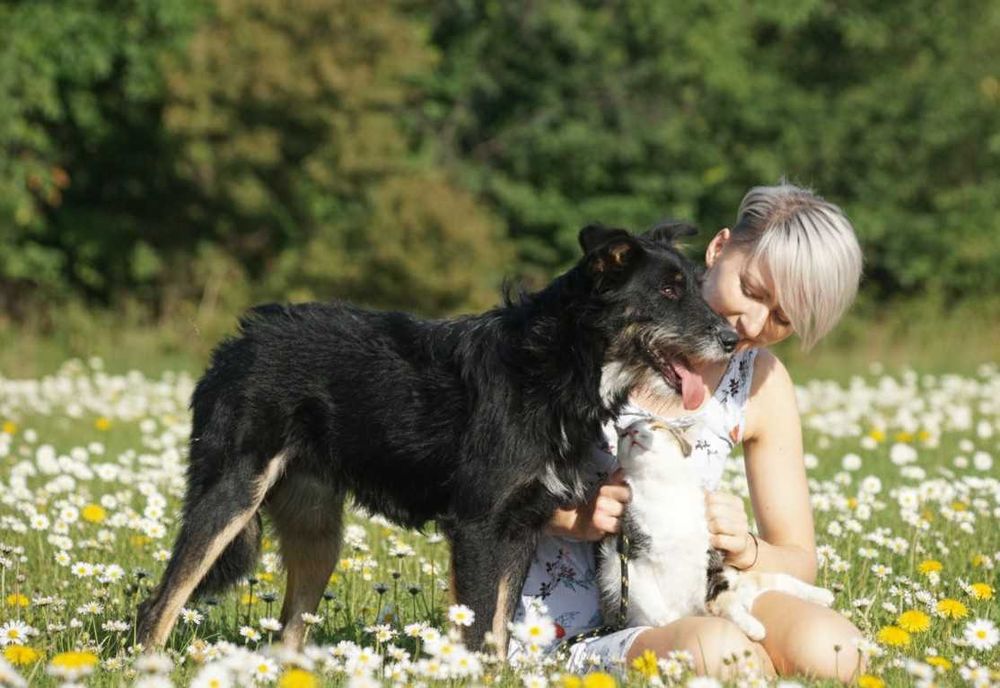 AMO - piękny, szorstkowłosy pies