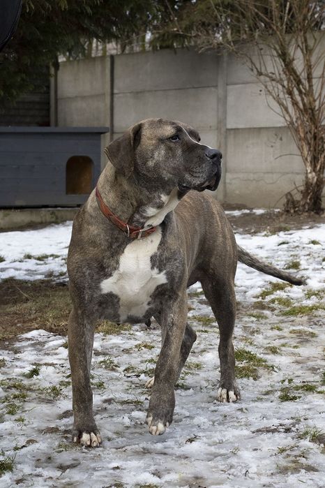 Suczka około 3 lata