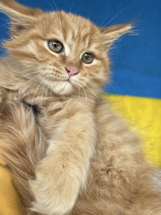 Мейнкунчики дівчатка