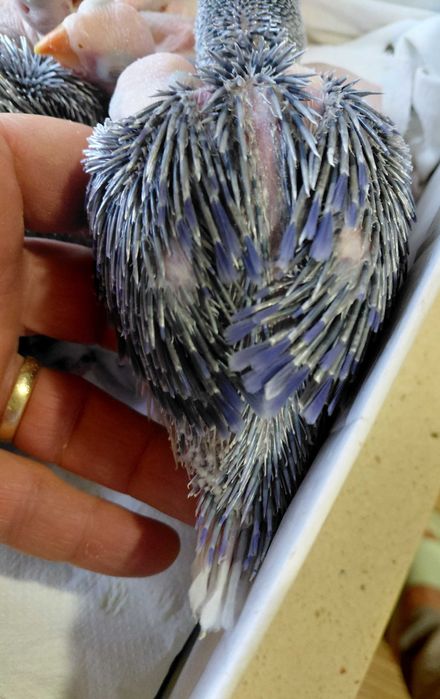 Ring necks Violetas CC (cleartail) e Malhados, para criar à mão.