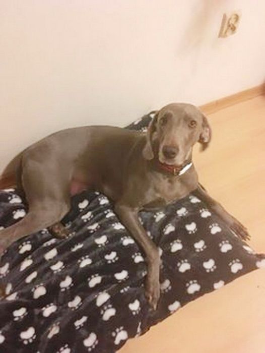 Ліжак место для большой собаки матрас спальное лежак ліжанка 100х75