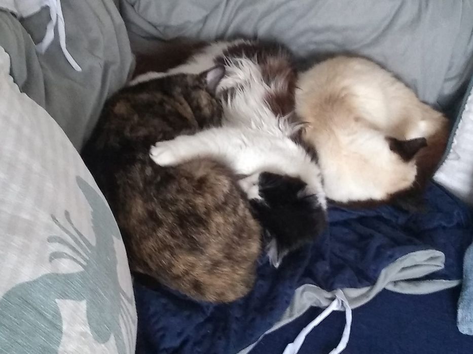 Gattos 1 anos, castrado