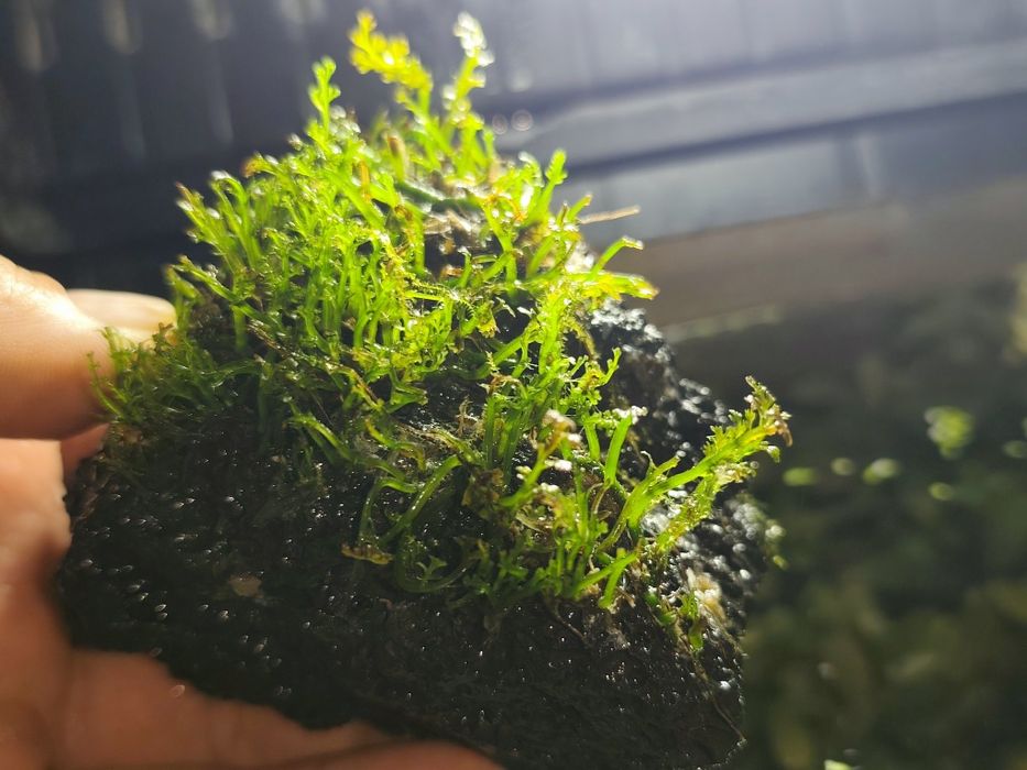 Bolbitis heteroclita ' difformis '