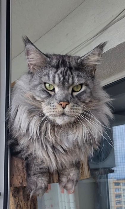 Srebrny kocurek Maine Coon gotowy do odbioru