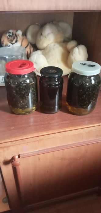 Підмор бджолиний