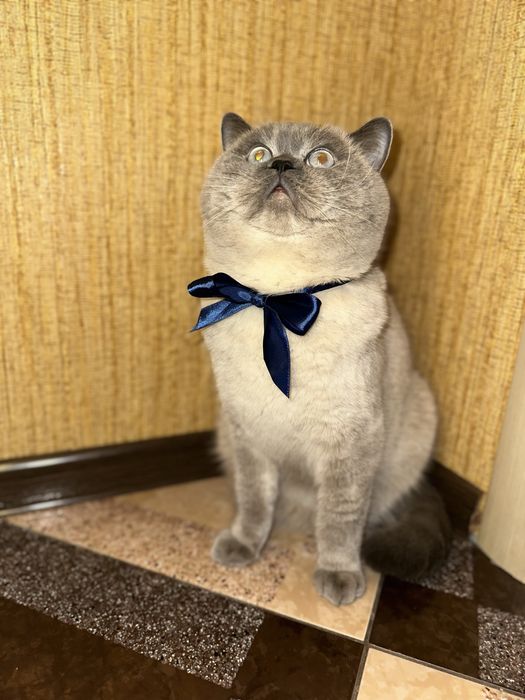 В’язка кота шотландця прямовухого (окрас блю-поінт)