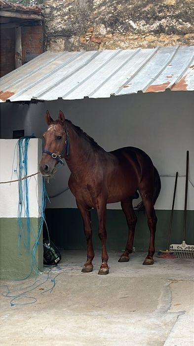 Vendo cavalo lazão