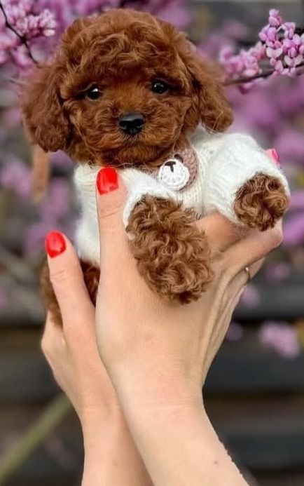 Той пуделята хлопці