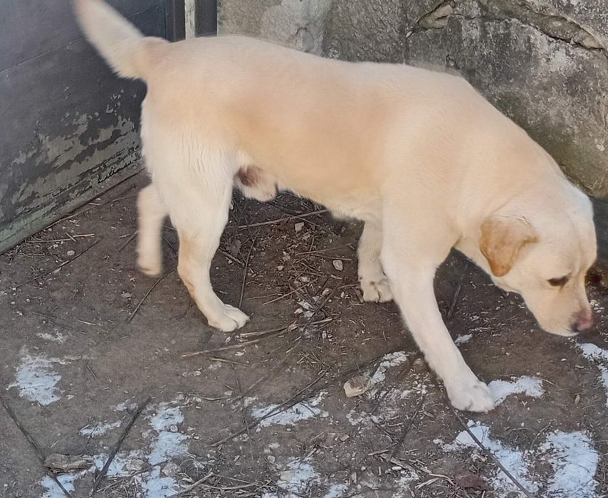 Вязка Лабрадор-Ретривер