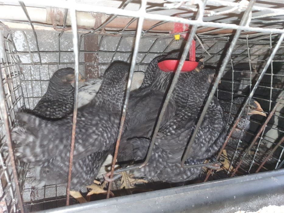 Кури несушки Домінант