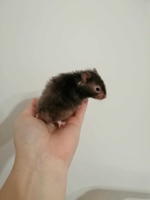 Chomik syryjski długowłosy i krótkowłosy