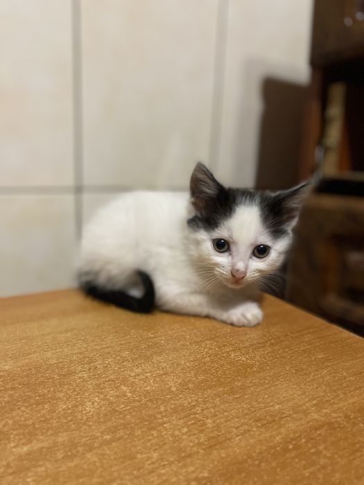 кошенята шукають родину