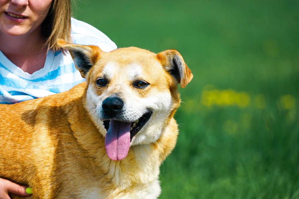 Aran - piękny pies szuka domu