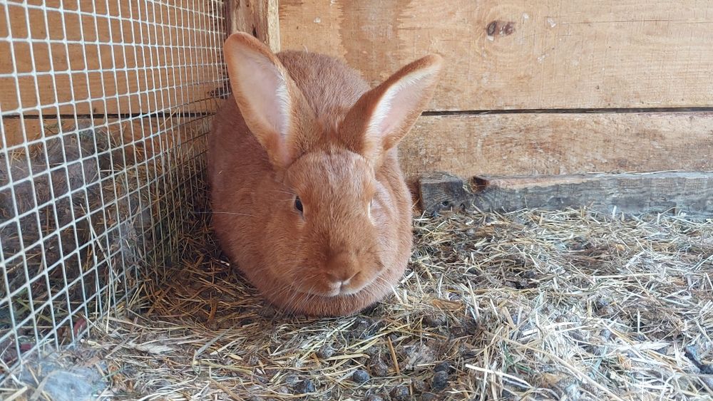 Sprzedam Króliki
