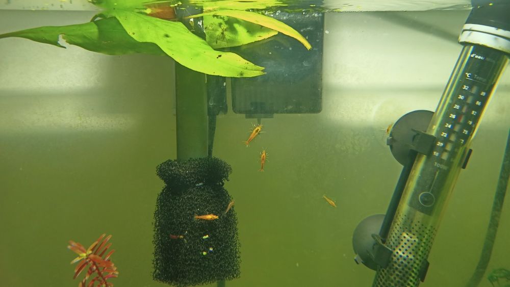 Lindos Camarões laranja Neocaridinas Orange