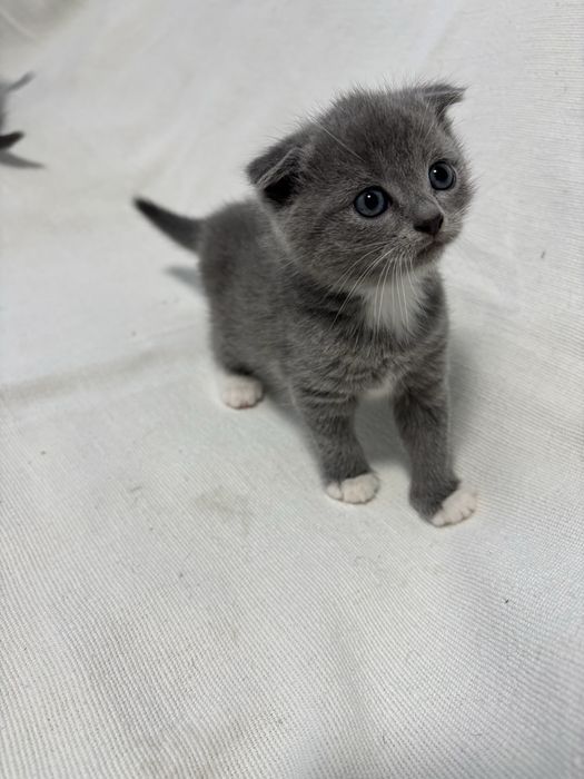 Продам  шотландські кошенята .