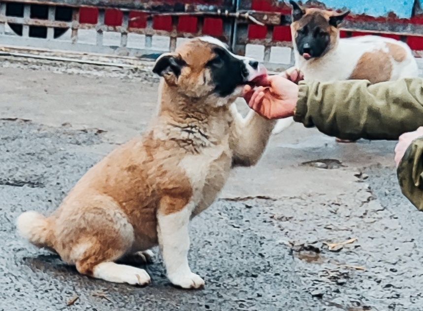 Охорона, красень , мисливець- це акіта
