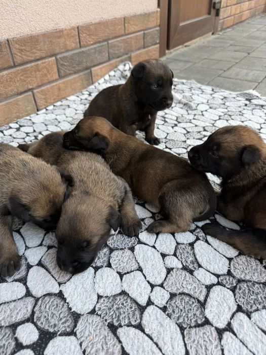 Продам цуценята Малінуа.