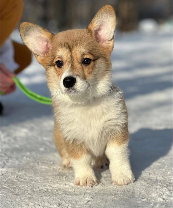 Рудий хлопчик бобтейл