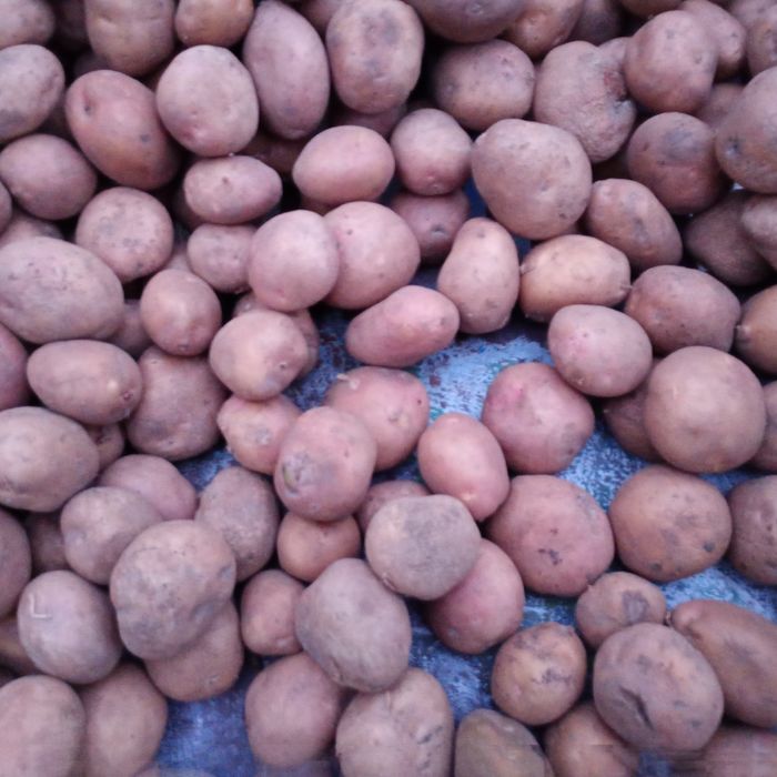 Ziemniaki Irga Wielkość sadzeniaka