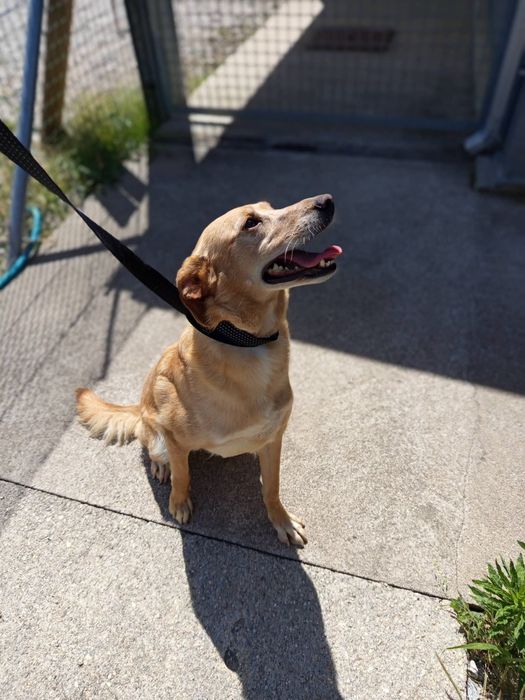 Cadelinha para adopção responsável