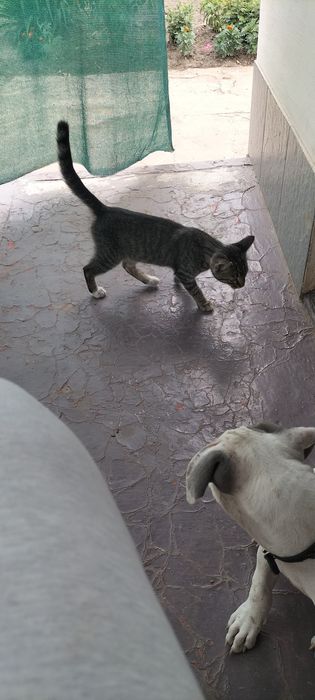 Котик сірий простий шукає родину. Безкоштовно.