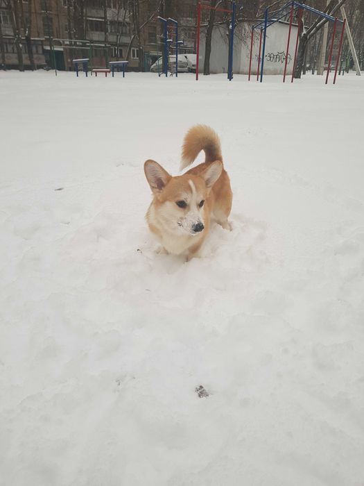 Щеня коргі-Ідеальний характер, блискучий розум і щире серце.