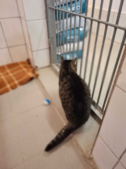 6-letnia Pusia gaśnie w częstochowskim schronisku