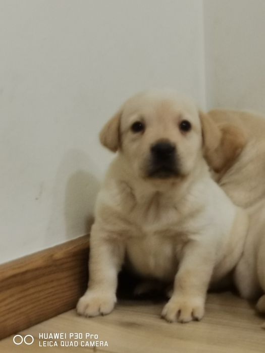 Labrador biszkoptowy piesek