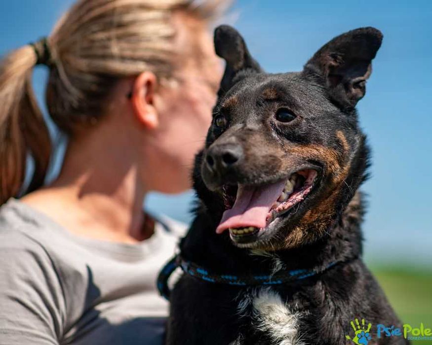 Cent aktywny, wesoły, kontaktowy psiak szuka domu