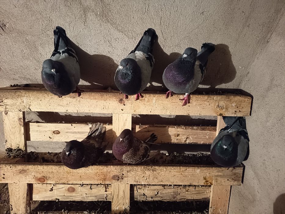 Sprzedam gołębie Kingi