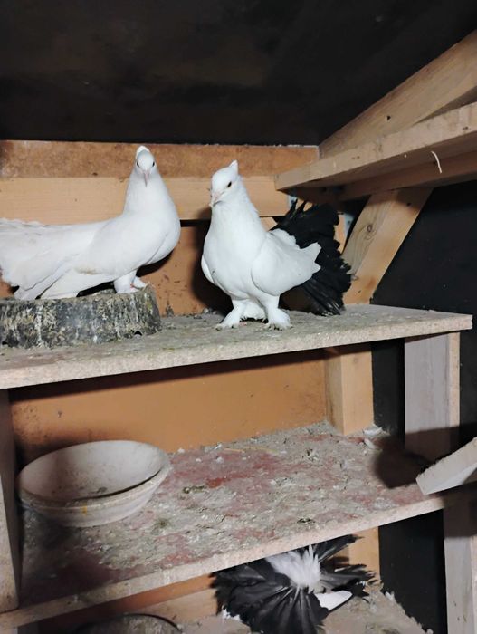 Sprzedam pawiki indyjskie