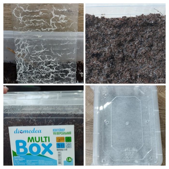 Гриндальський,ізраїльський черв'як,артемія,інфузорія,коловратка та ін.