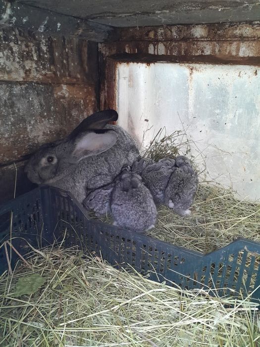 Продам,або обміняю кролів