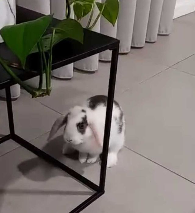 Coelha de estimação anã (mini loop)
