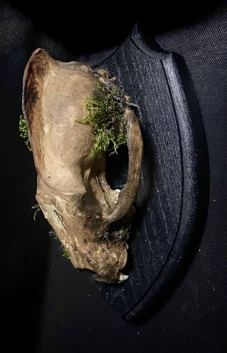 Композиція з черепом борсука