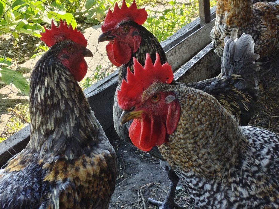 Продам питуха годовалый