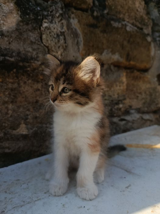 Котята в добрі руки