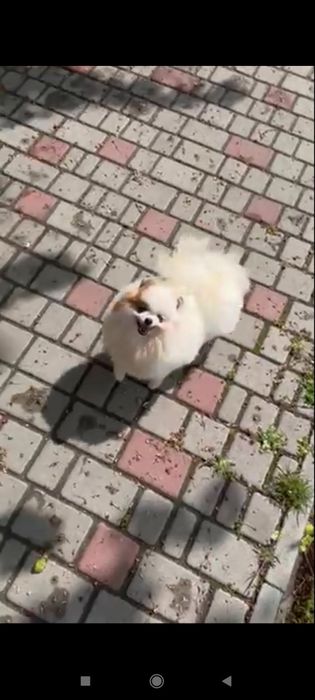 Померанский шпиц девочка