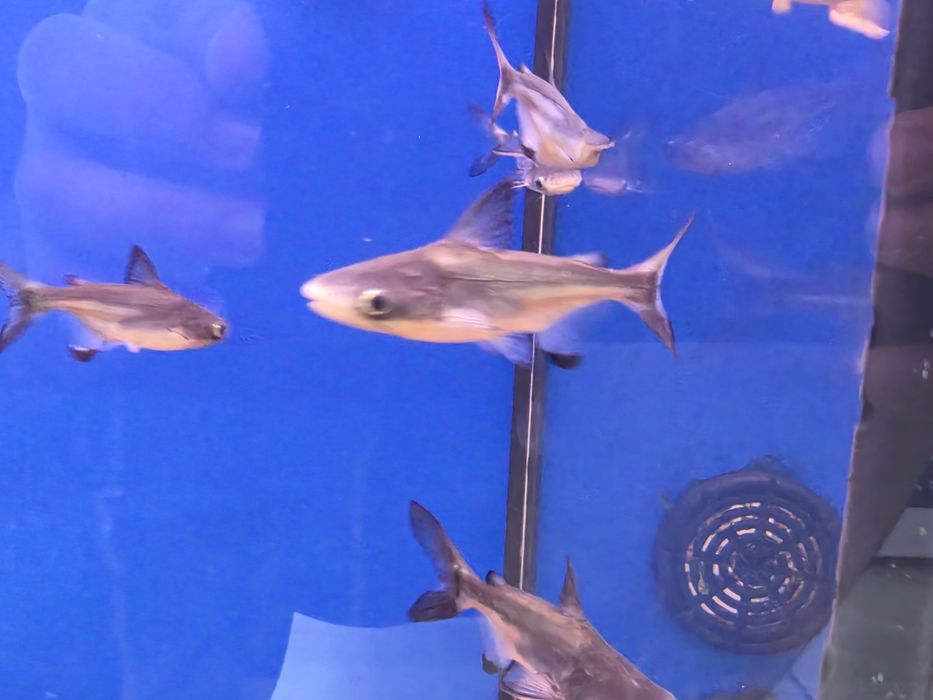 Pangasius Hi-fin (Pangasius Sanitwongsei)
