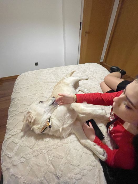 Pet sitting, Dog waling e muito mais :)