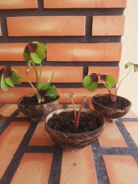 Plantas  trevos de 4 folhas