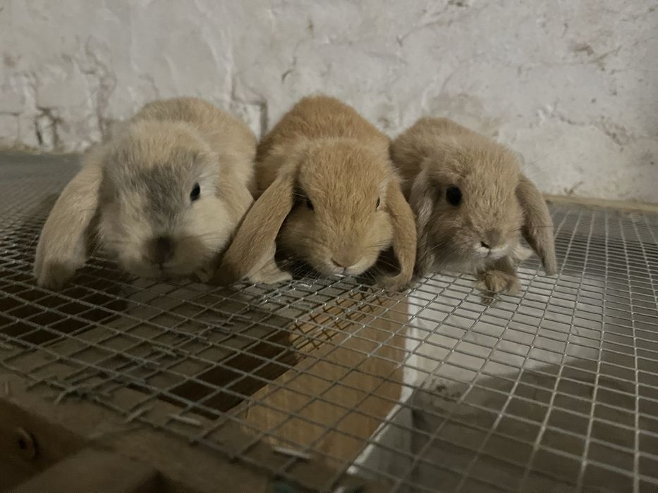 Króliki baranki miniaturowe mini lop