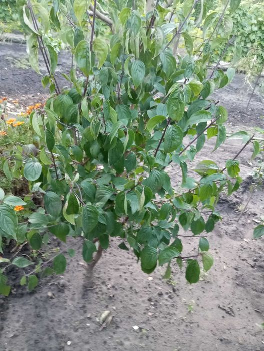 Продам саженцы кизила.