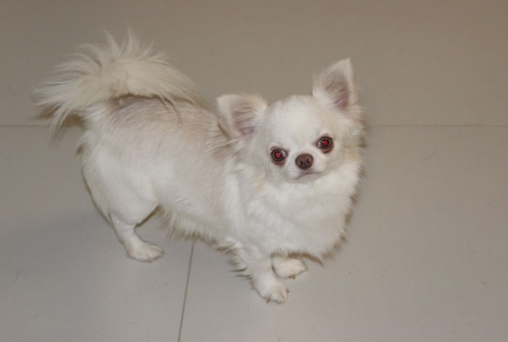 Вязка чихуахуа