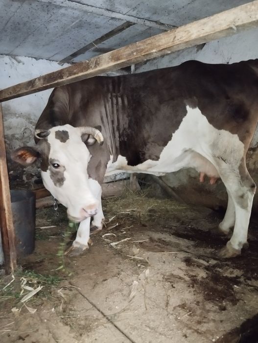 хочу опублікувати корову