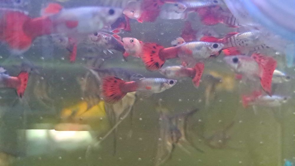 Gupiki (Pawie oczka)